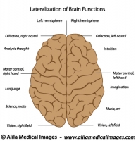 Lateralization of the brain, labeled diagram.