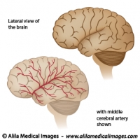 Blood supply to the brain diagram