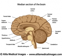 Human brain anatomy, labeled diagram.