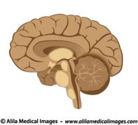 Human brain anatomy, unlabeled diagram.