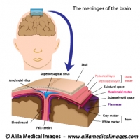 Meninges of the brain, labeled diagram.