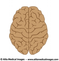 Human brain, medical drawing.