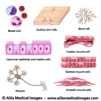 Human cell collection