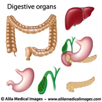 Digestive organs isolated, medical drawing.