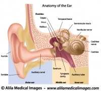 Ear anatomy, labeled diagram.