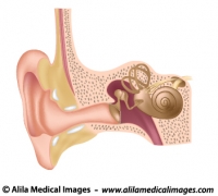 Ear anatomy, unlabeled diagram.  
