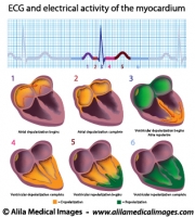 EKG and myocardium function diagram