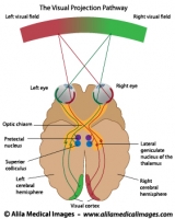 Visual pathways , labeled diagram.