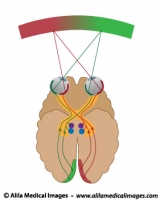 Visual pathways , unlabeled diagram.