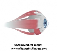 Muscles of the eye, unlabeled diagram.