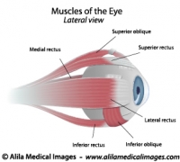 Muscles of the eye, labeled diagram.