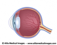 Eye anatomy unlabeled diagram.