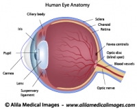 Eye anatomy labeled diagram.