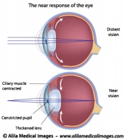 Eye adaptation to near vision, illustration.